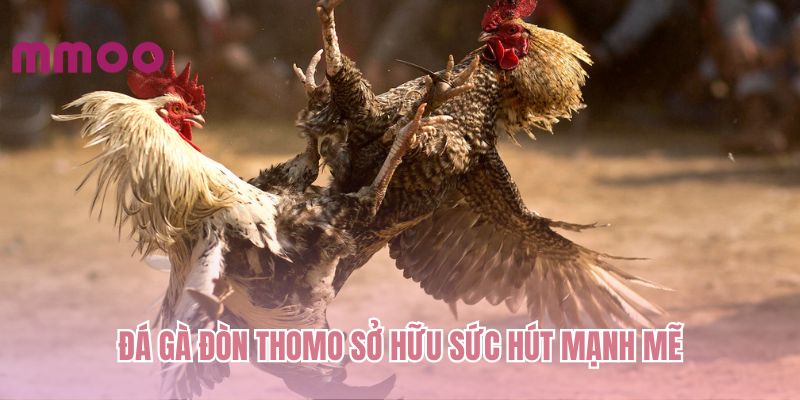 Đá gà đòn Thomo sở hữu sức hút mạnh mẽ