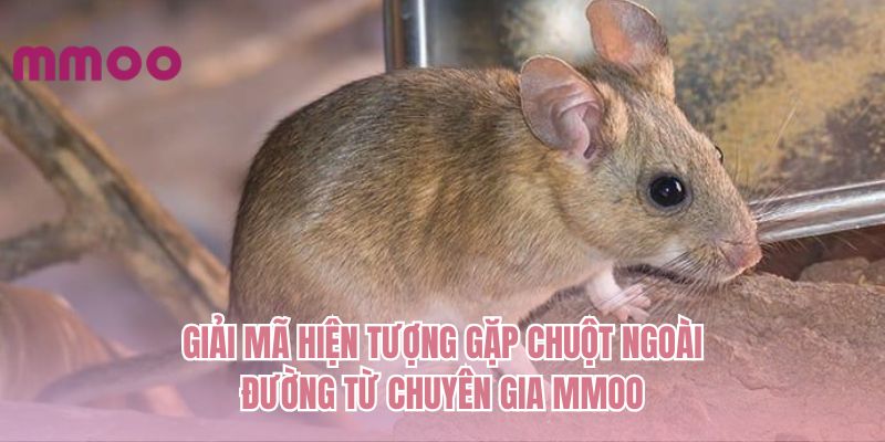 Giải mã hiện tượng gặp chuột ngoài đường từ chuyên gia MMOO